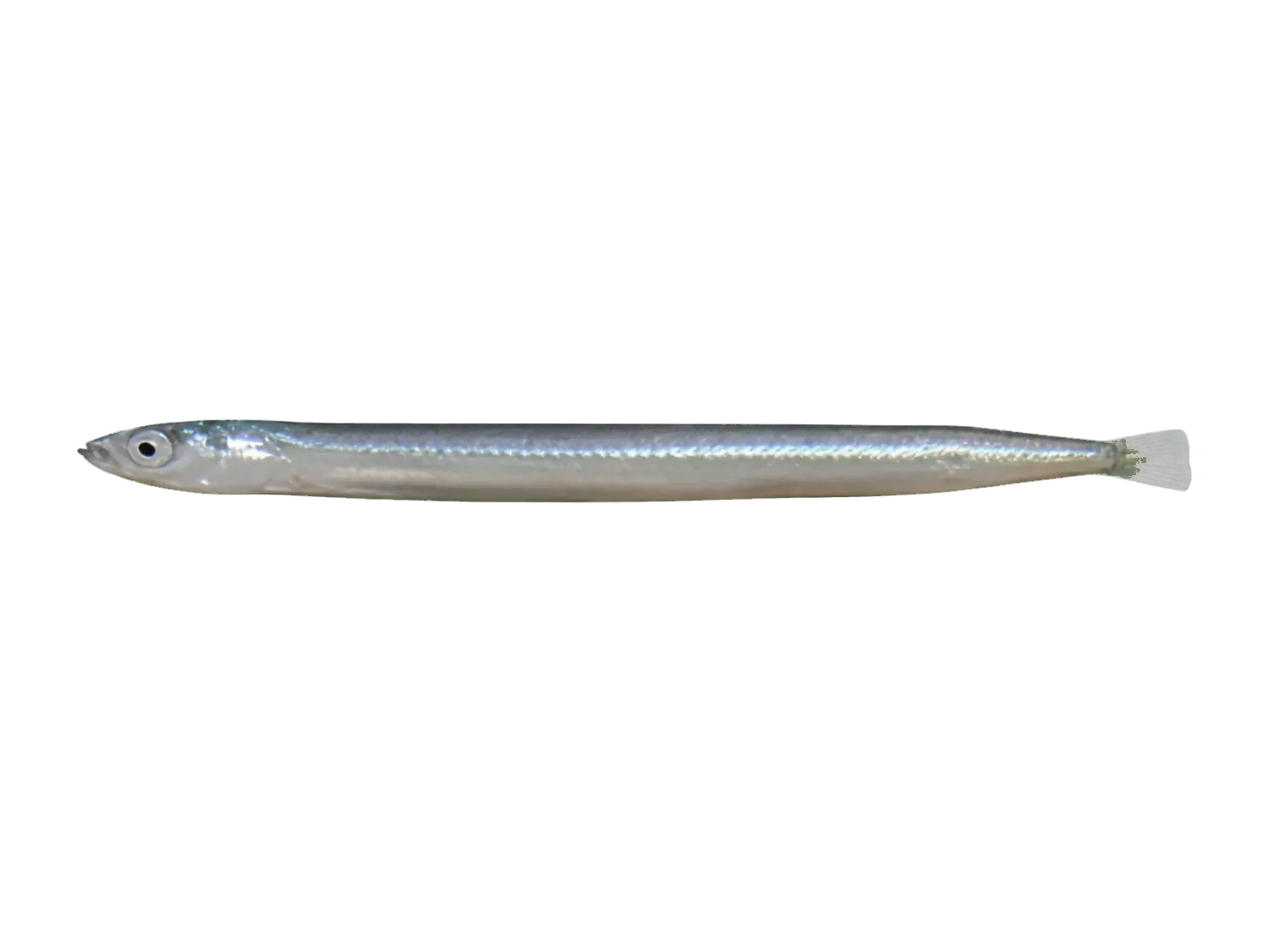 Ammodytes japonicus (Ammodytes japonicus) specimen