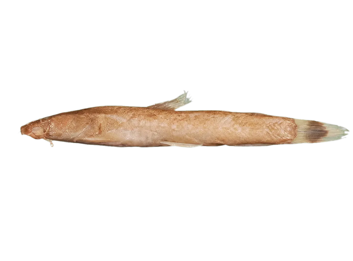 Amphilius maesii (Amphilius maesii) specimen