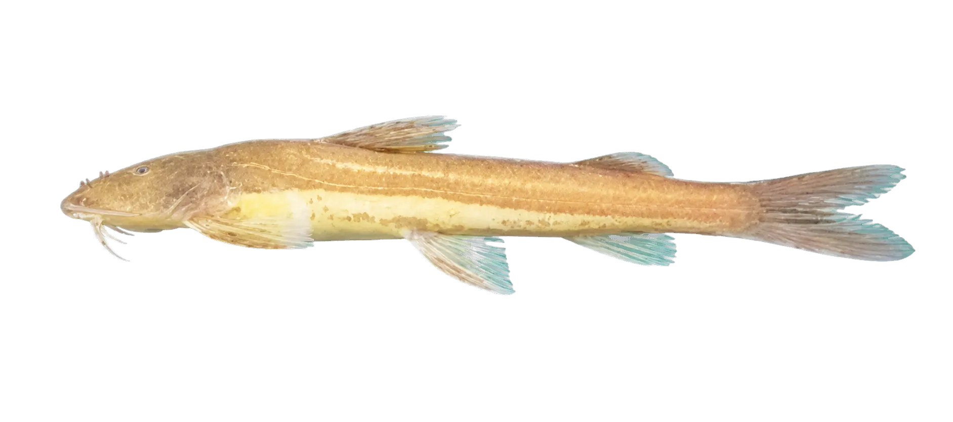 Amphilius rheophilus (Amphilius rheophilus) specimen