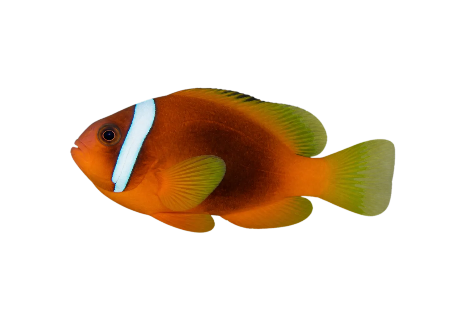 saddle anemonefish (Amphiprion ephippium) specimen