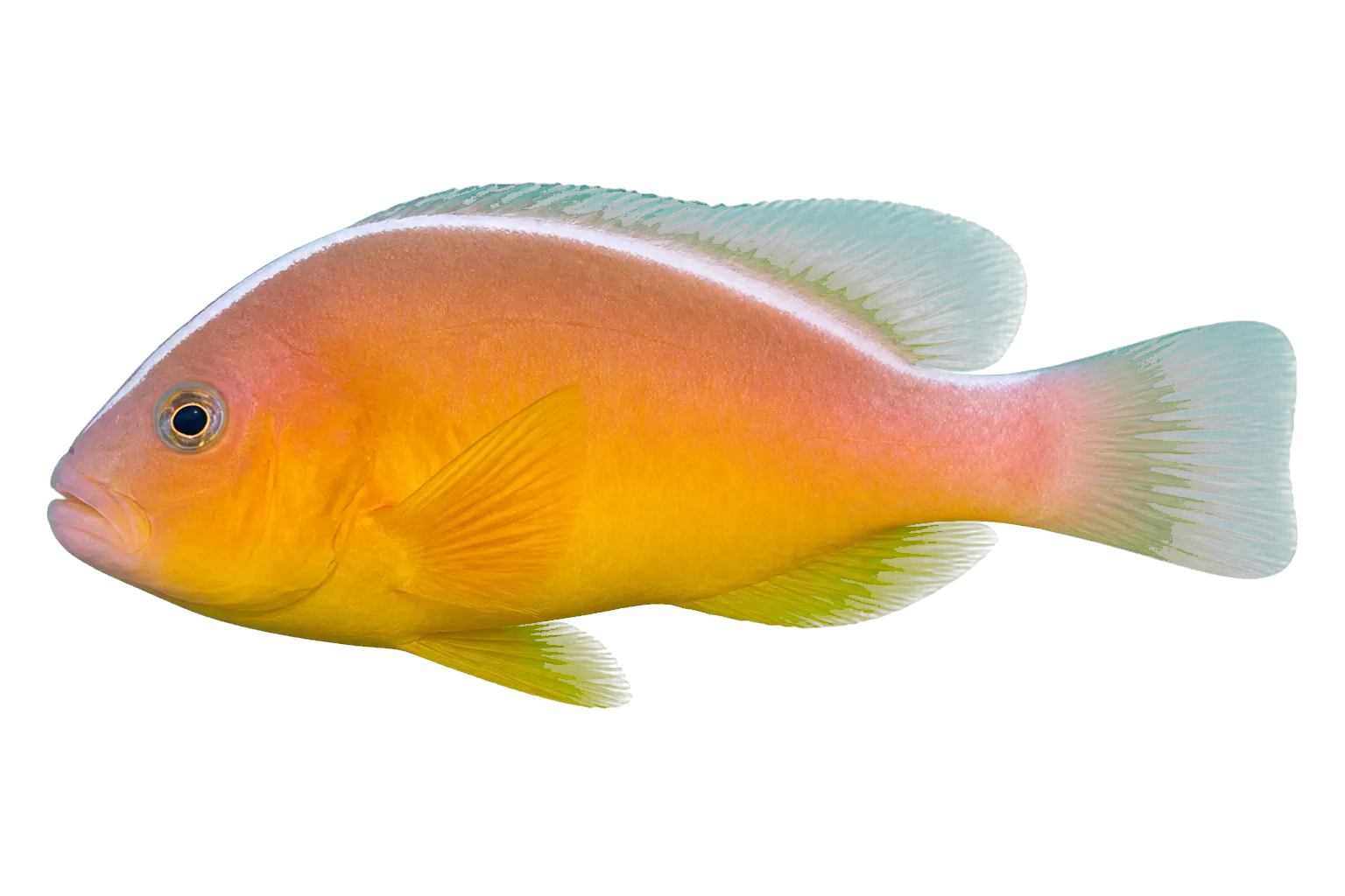 Pacific anemonefish (Amphiprion pacificus) specimen