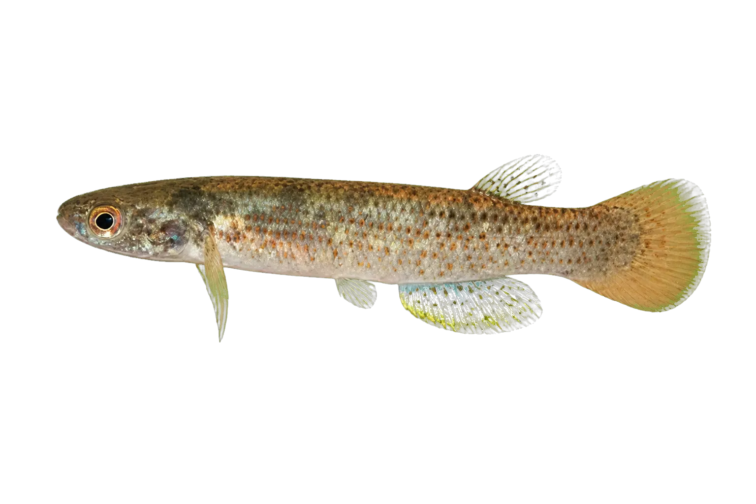 Anablepsoides igneus (Anablepsoides igneus) specimen