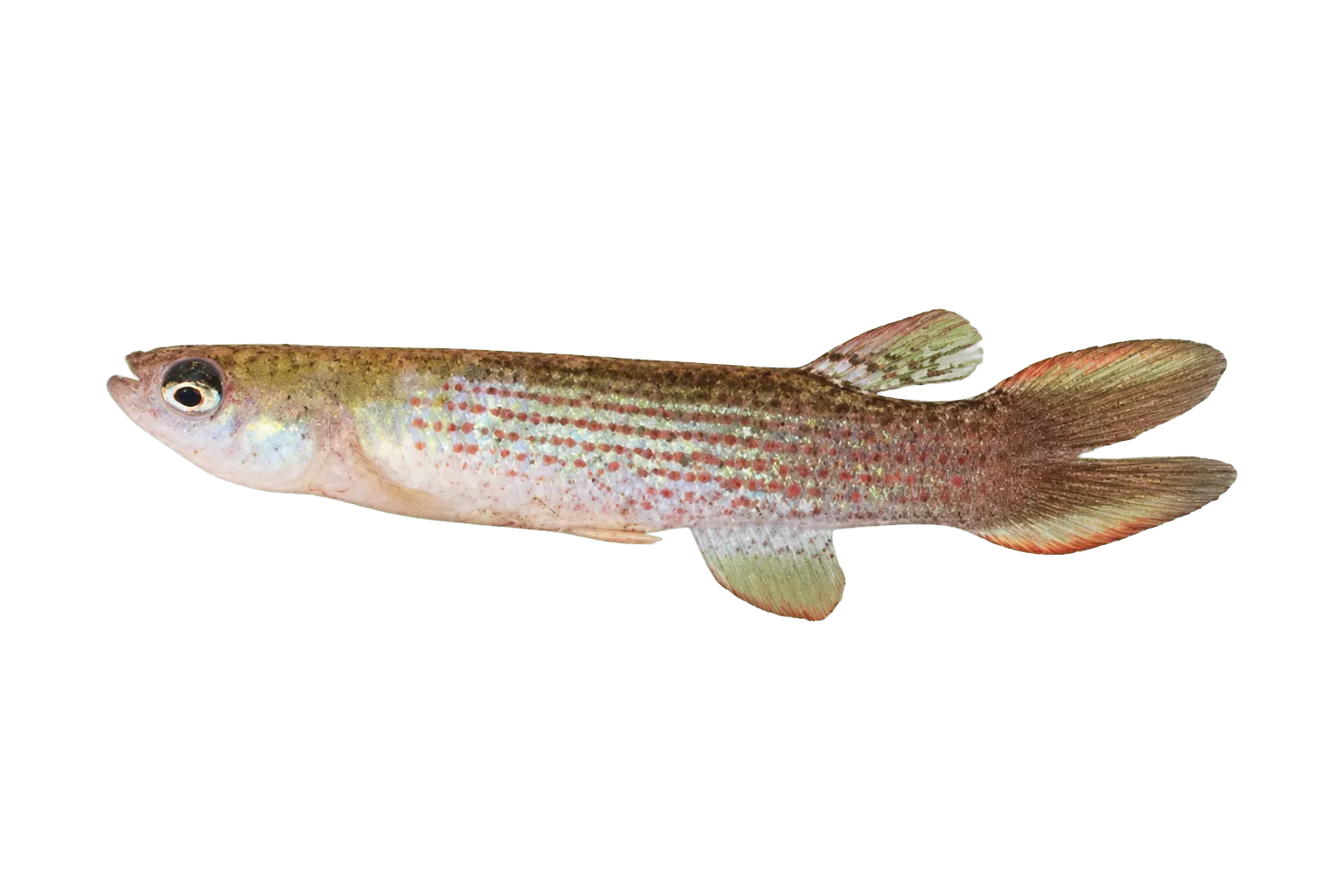 Anablepsoides stagnatus (Anablepsoides stagnatus) specimen