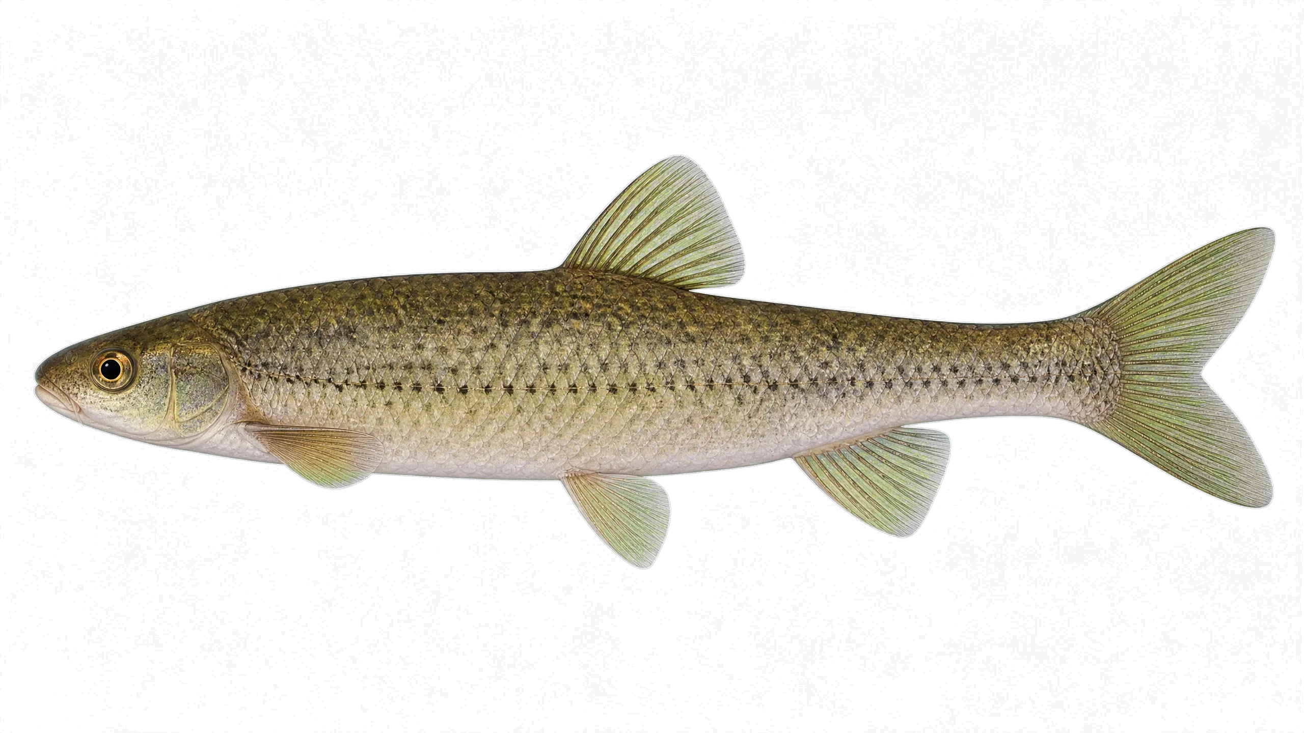 Anablepsoides waimacui (Anablepsoides waimacui) specimen
