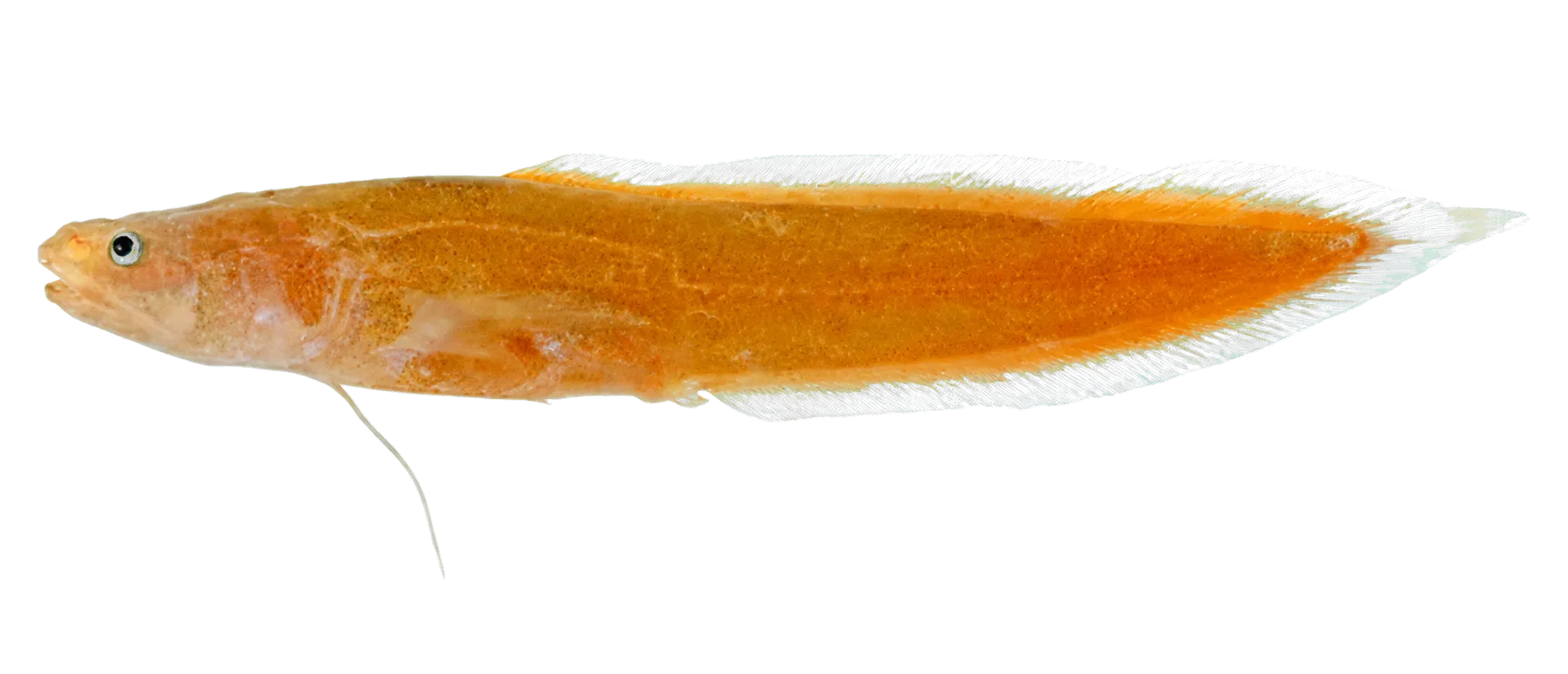 Anacanthobythites tasmaniensis (Anacanthobythites tasmaniensis) specimen