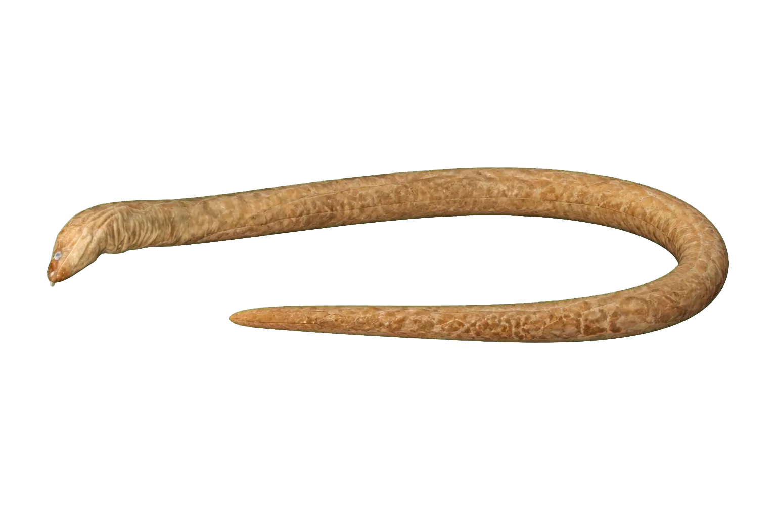 Anarchias supremus (Anarchias supremus) specimen