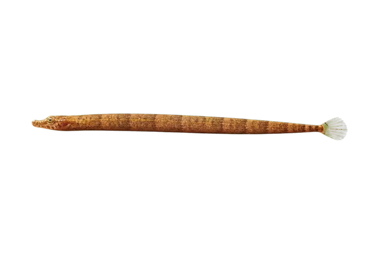 fringed pipefish (Anarchopterus criniger) specimen