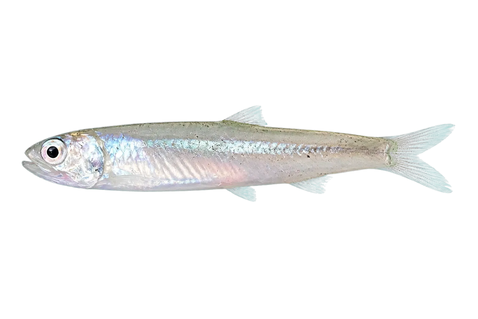slough anchovy (Anchoa delicatissima) specimen