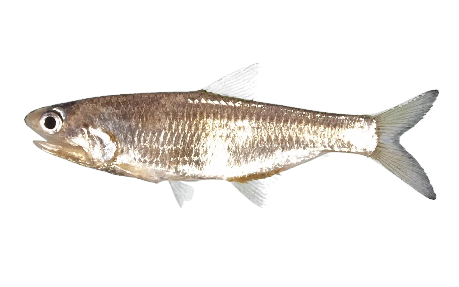 Surinam anchovy (Anchovia surinamensis) specimen