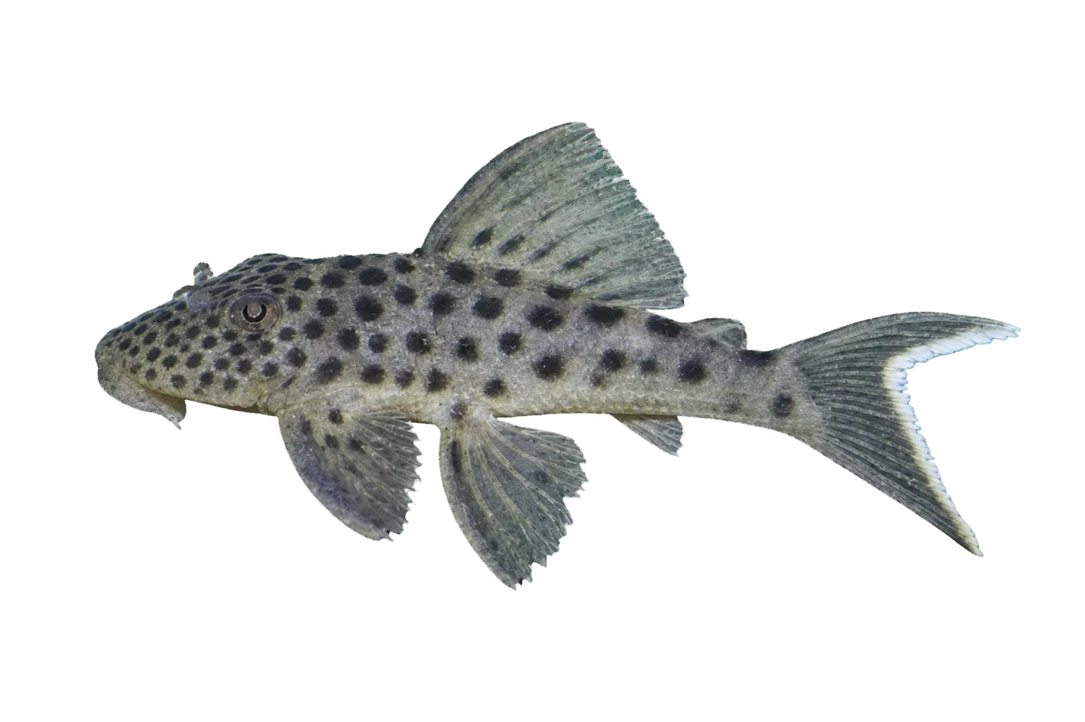 Ancistomus snethlageae (Ancistomus snethlageae) specimen