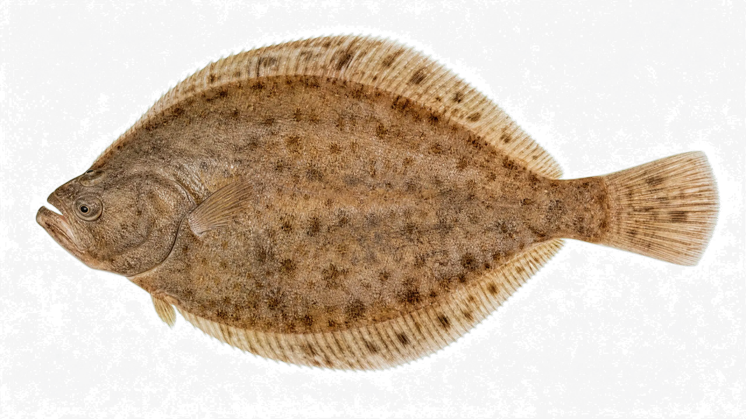 Ancylopsetta microctenus (Ancylopsetta microctenus) specimen