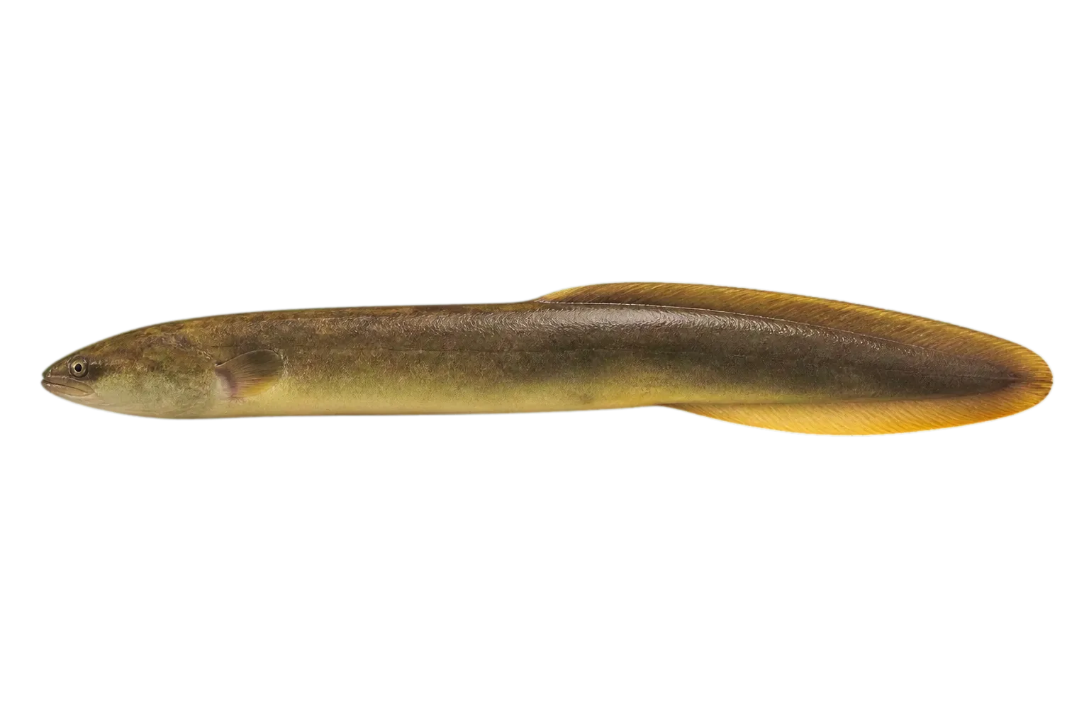 Indonesian shortfin eel (Anguilla bicolor) specimen
