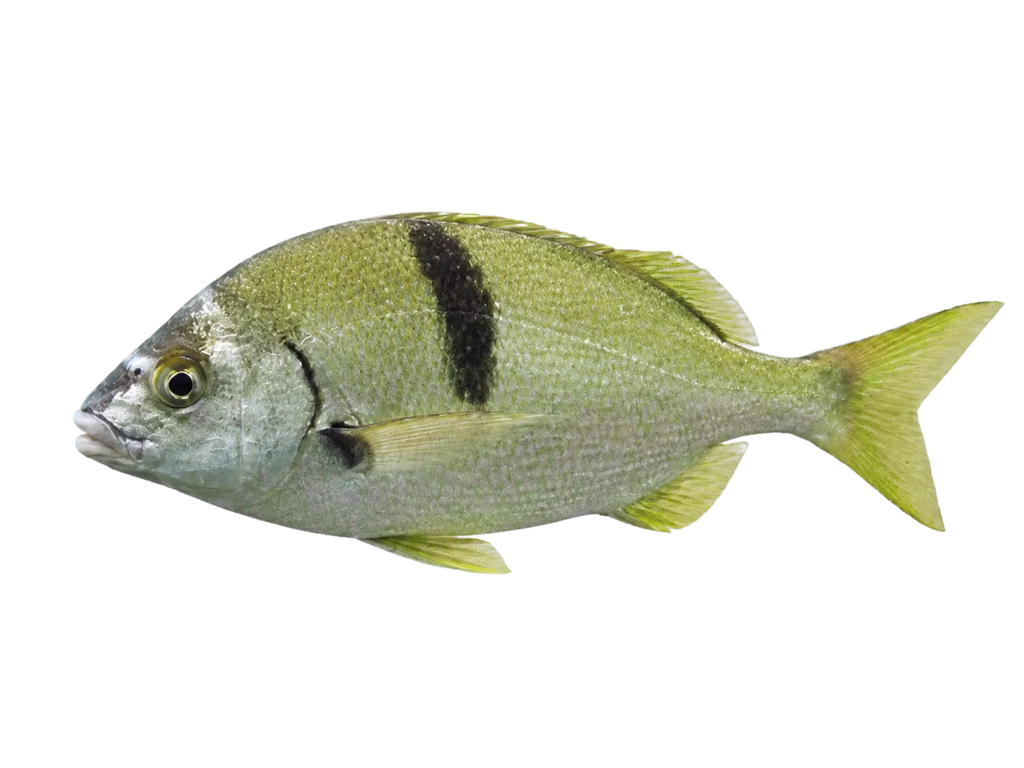sargo (Anisotremus davidsonii) specimen