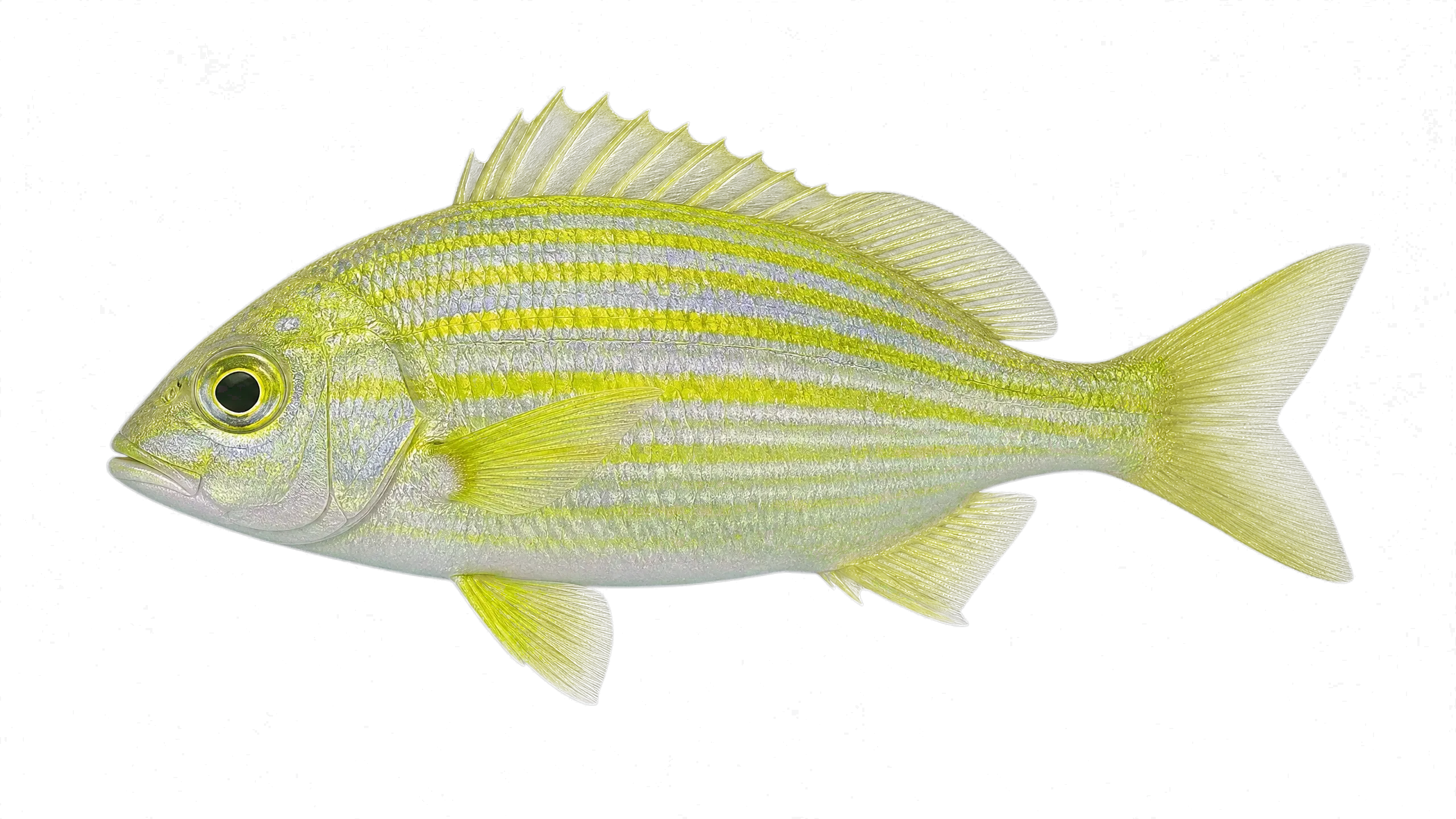 Panamic porkfish (Anisotremus taeniatus) specimen
