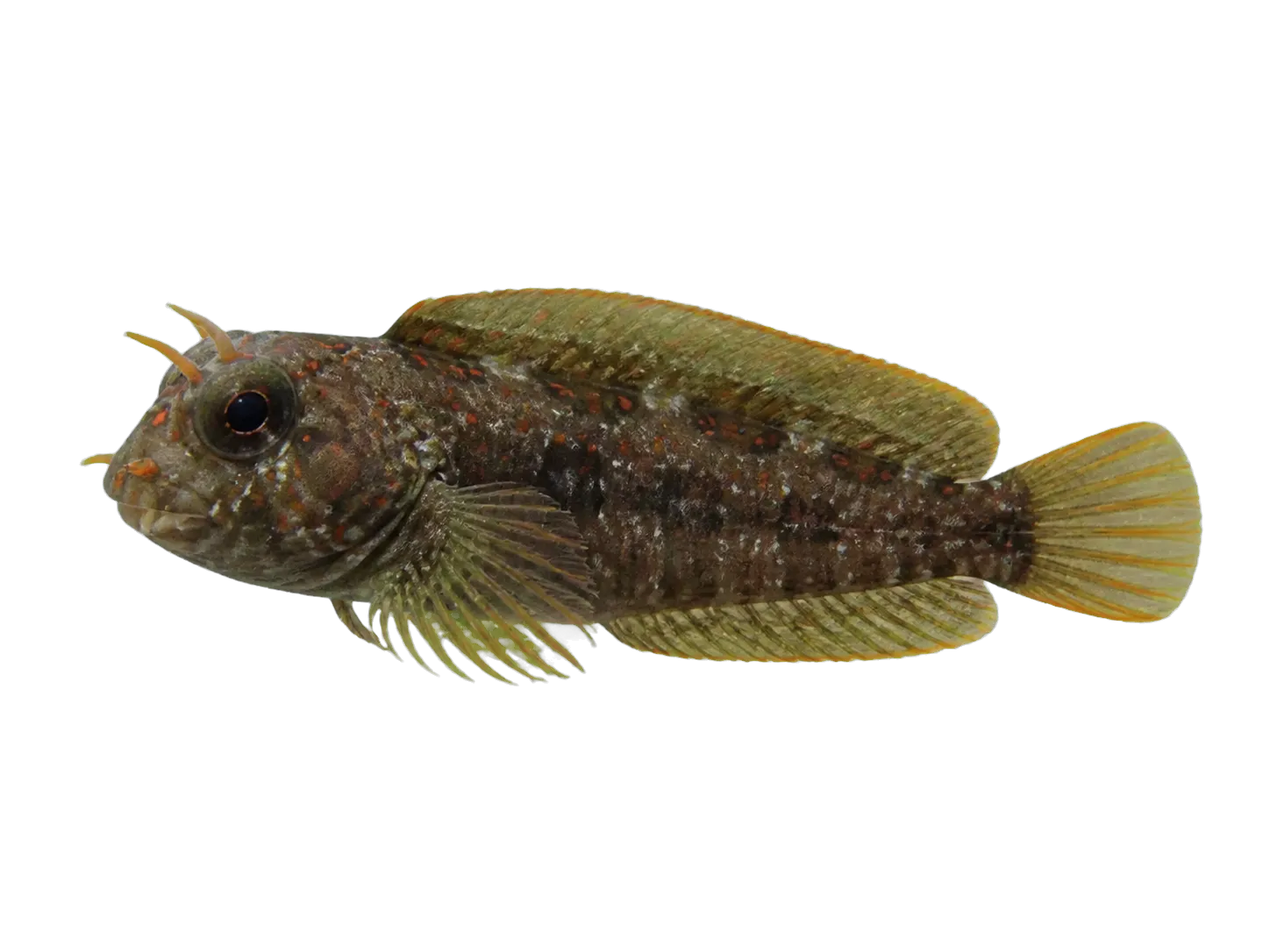 Orangedotted blenny (Antennablennius variopunctatus) specimen