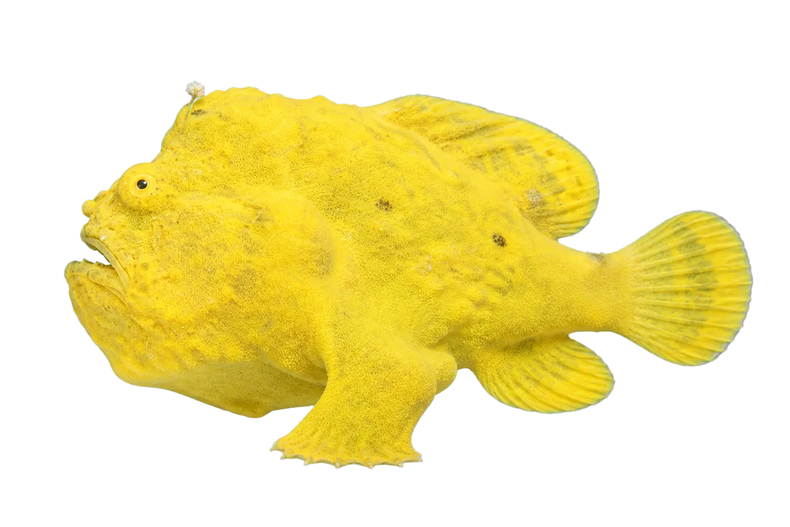longlure frogfish (Antennarius multiocellatus) specimen