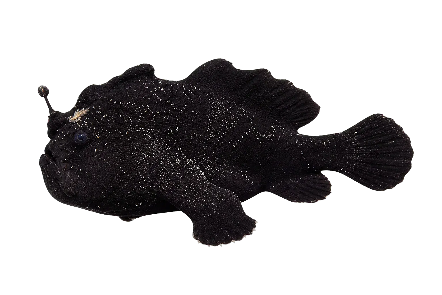 splitlure frogfish (Antennarius scaber) specimen