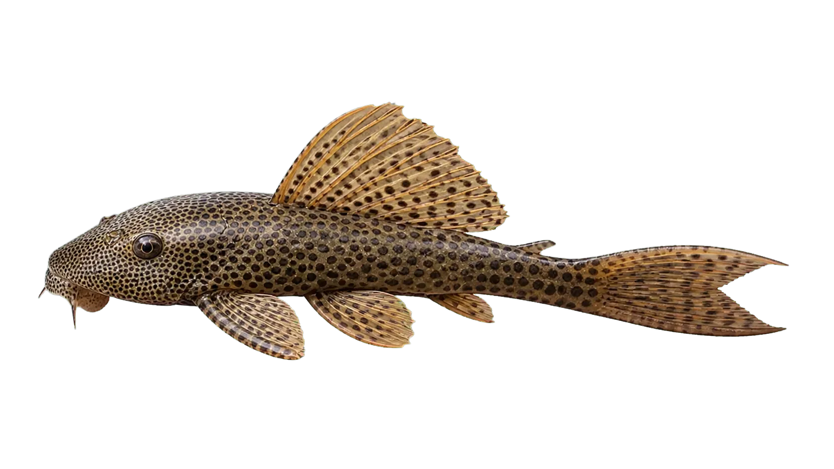 Aphanotorulus emarginatus (Aphanotorulus emarginatus) specimen