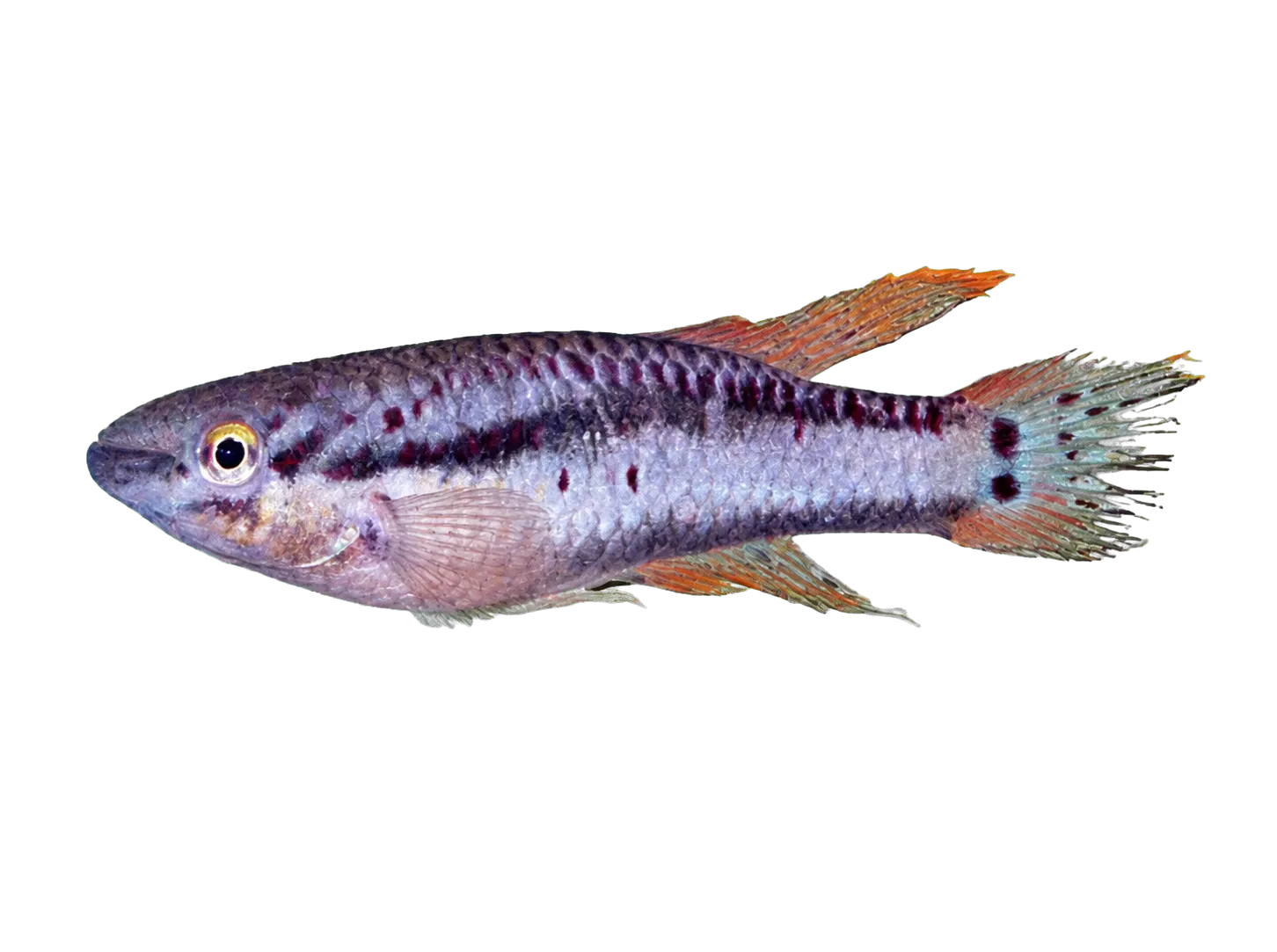 Twostripe lyretail (Aphyosemion bivittatum) specimen