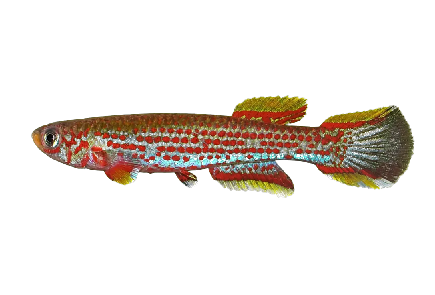 Hannelore's killi (Aphyosemion hanneloreae) specimen