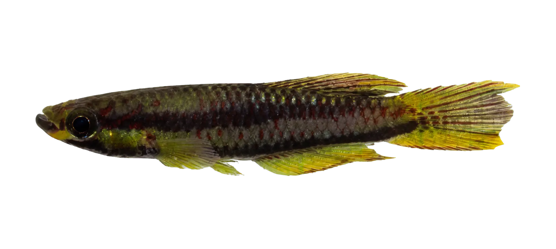 Volcano Killifish (Aphyosemion volcanum) specimen