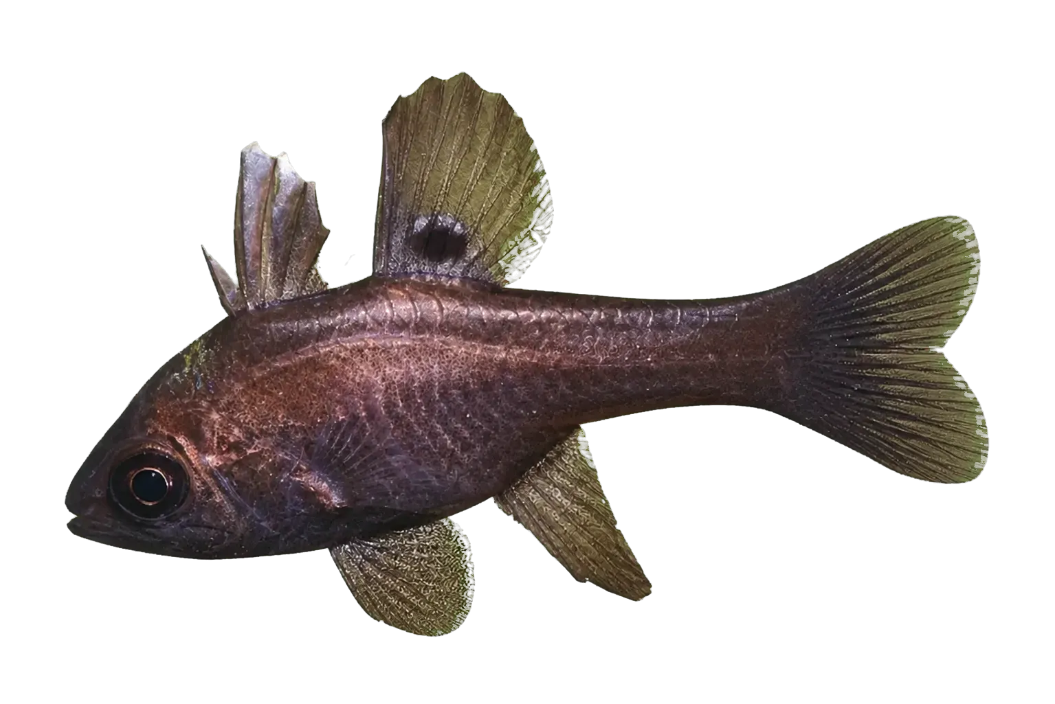 Black cardinalfish (Apogonichthyoides melas) specimen