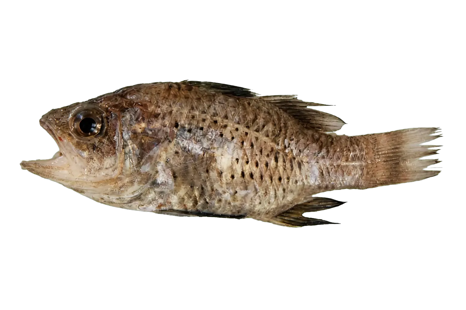 Apogonichthyoides regani (Apogonichthyoides regani) specimen