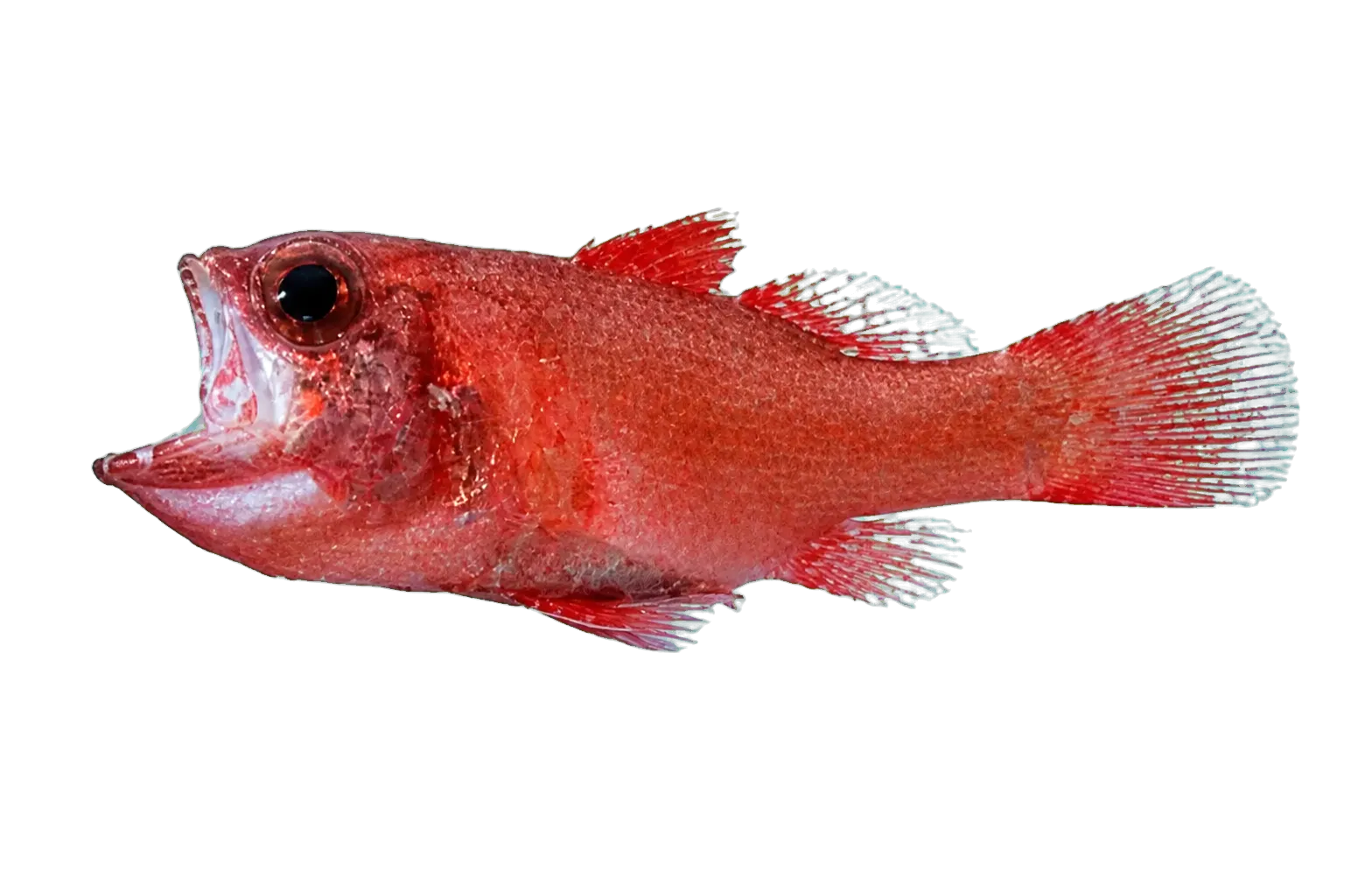 perdix cardinalfish (Apogonichthys perdix) specimen