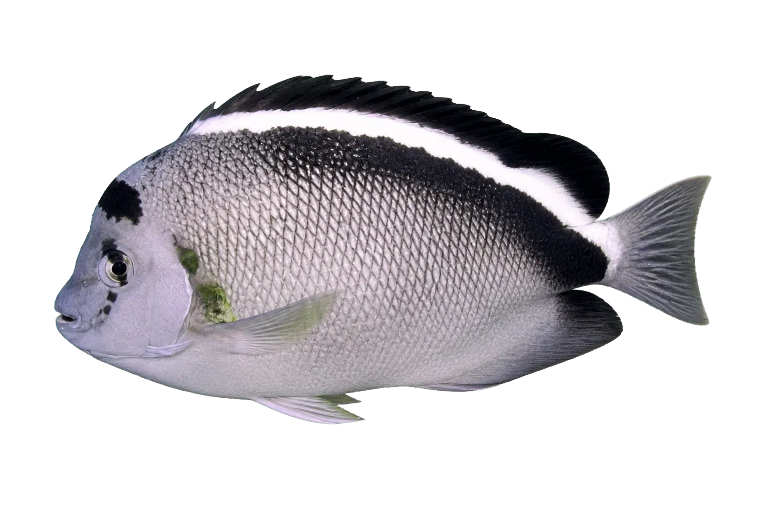 Griffis angelfish (Apolemichthys griffisi) specimen
