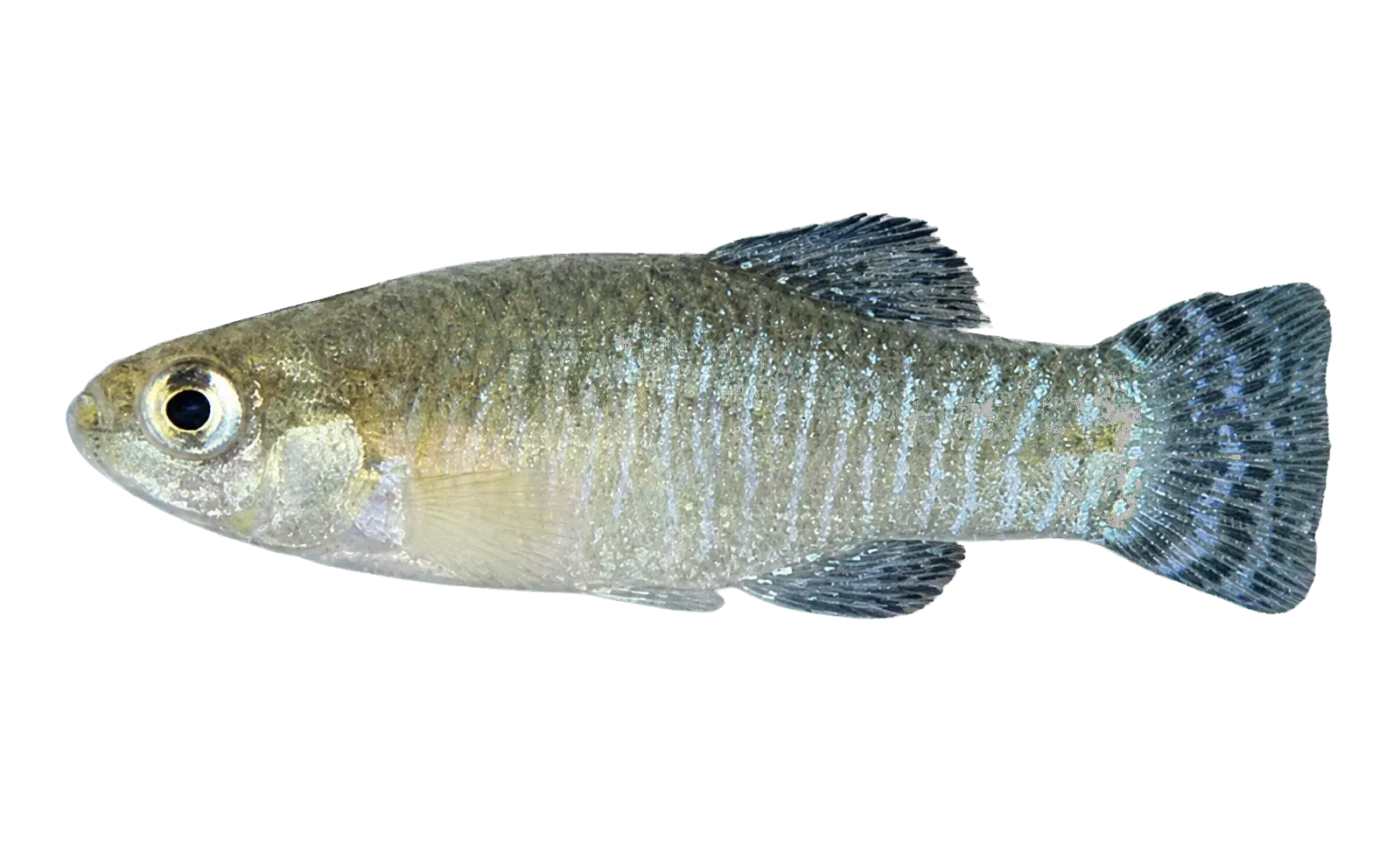 Guadalquivir toothcarp (Apricaphanius baeticus) specimen