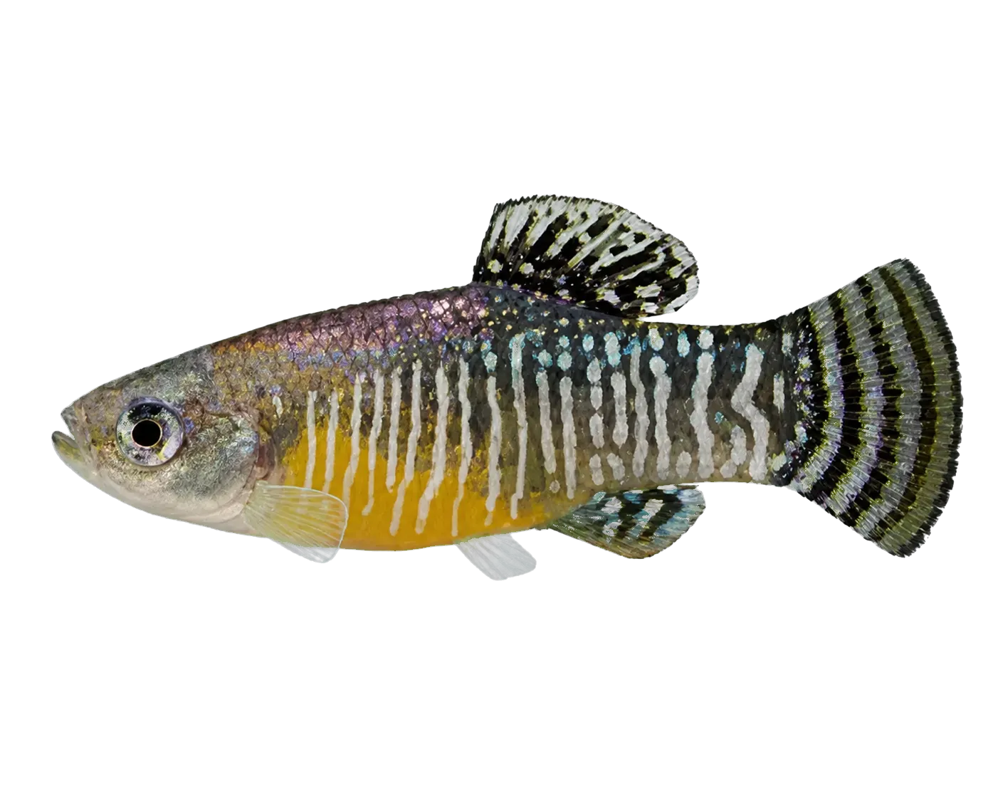 Spanish toothcarp (Apricaphanius iberus) specimen
