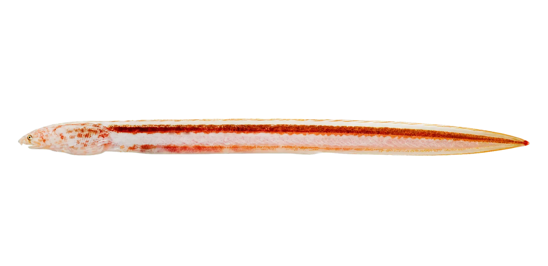 stripe eel (Aprognathodon platyventris) specimen