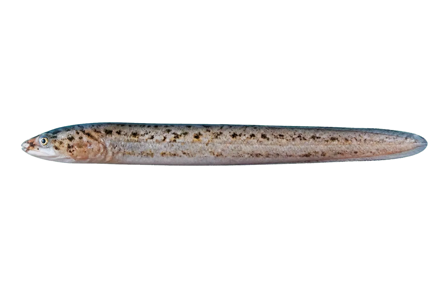 Slender finless eel (Apterichtus anguiformis) specimen