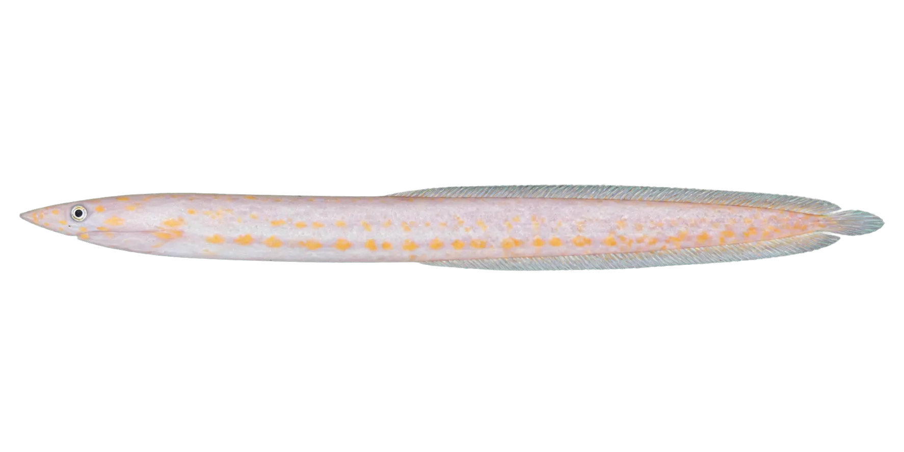 Sharpsnout snake eel (Apterichtus klazingai) specimen
