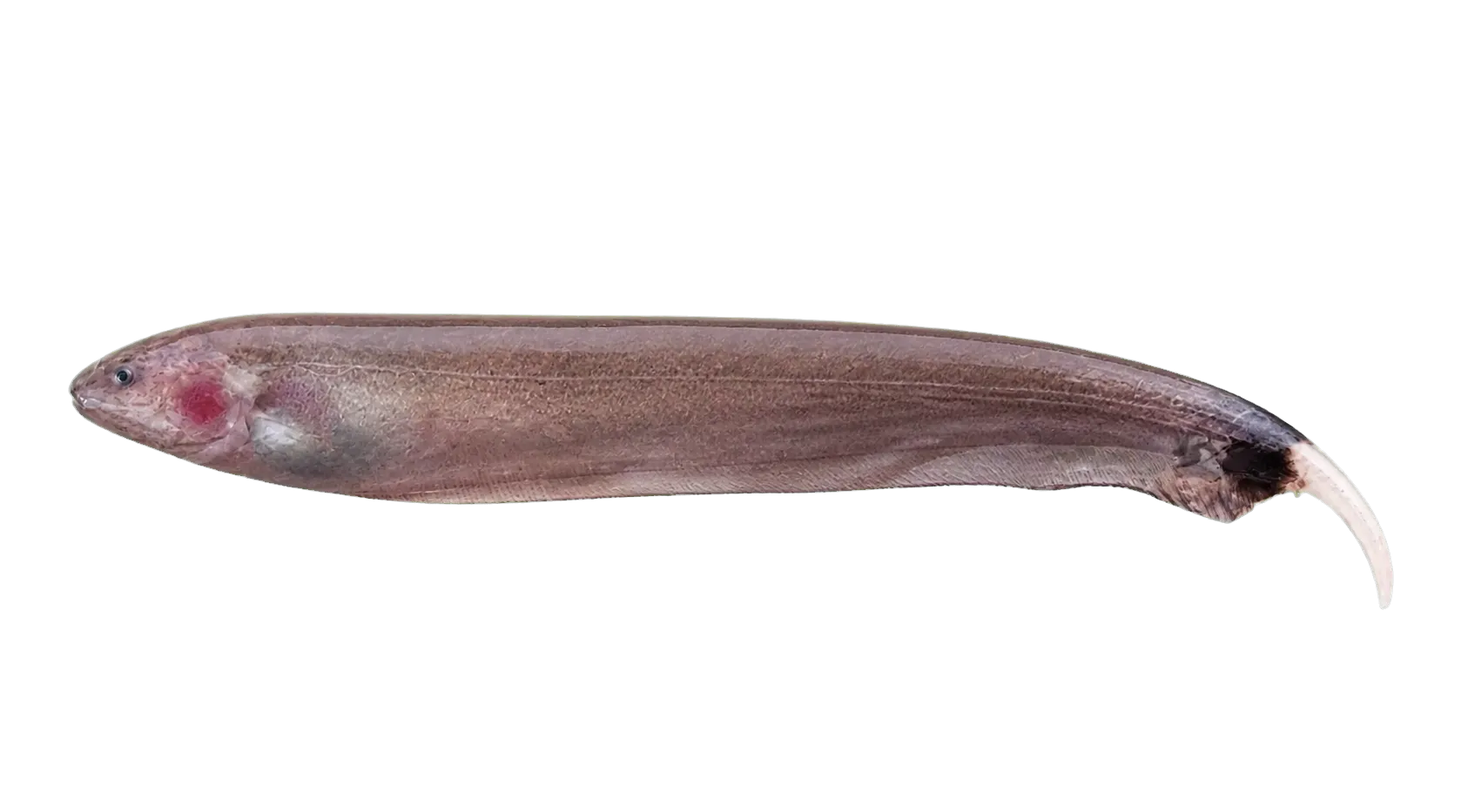 Apteronotus caudimaculosus (Apteronotus caudimaculosus) specimen
