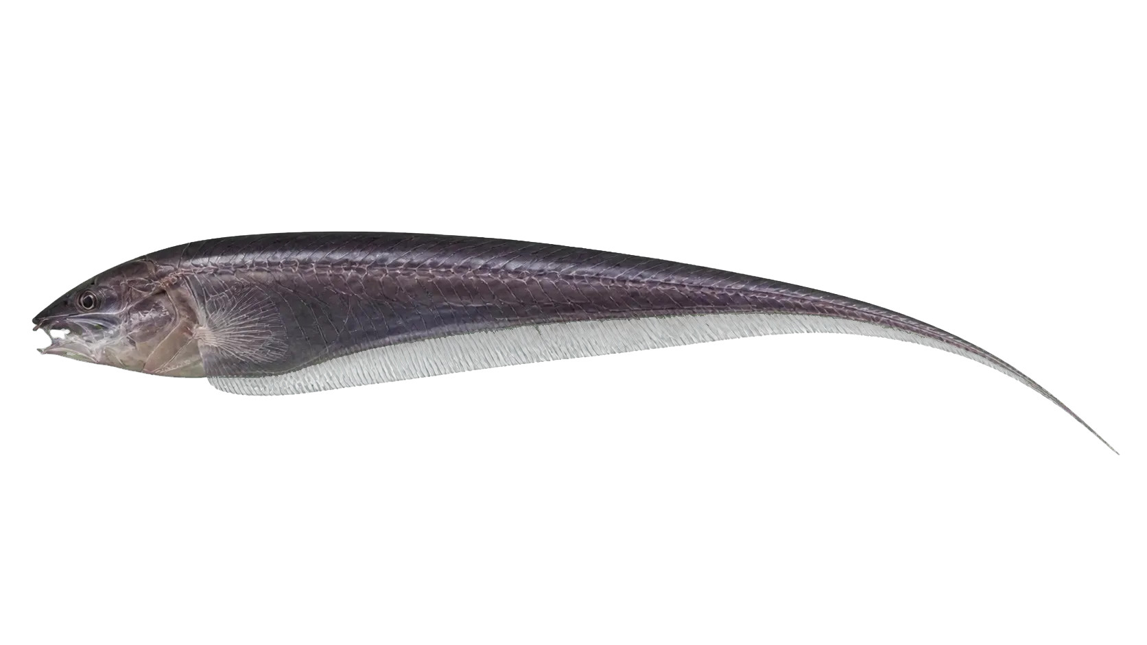 Apteronotus cuchillejo (Apteronotus cuchillejo) specimen