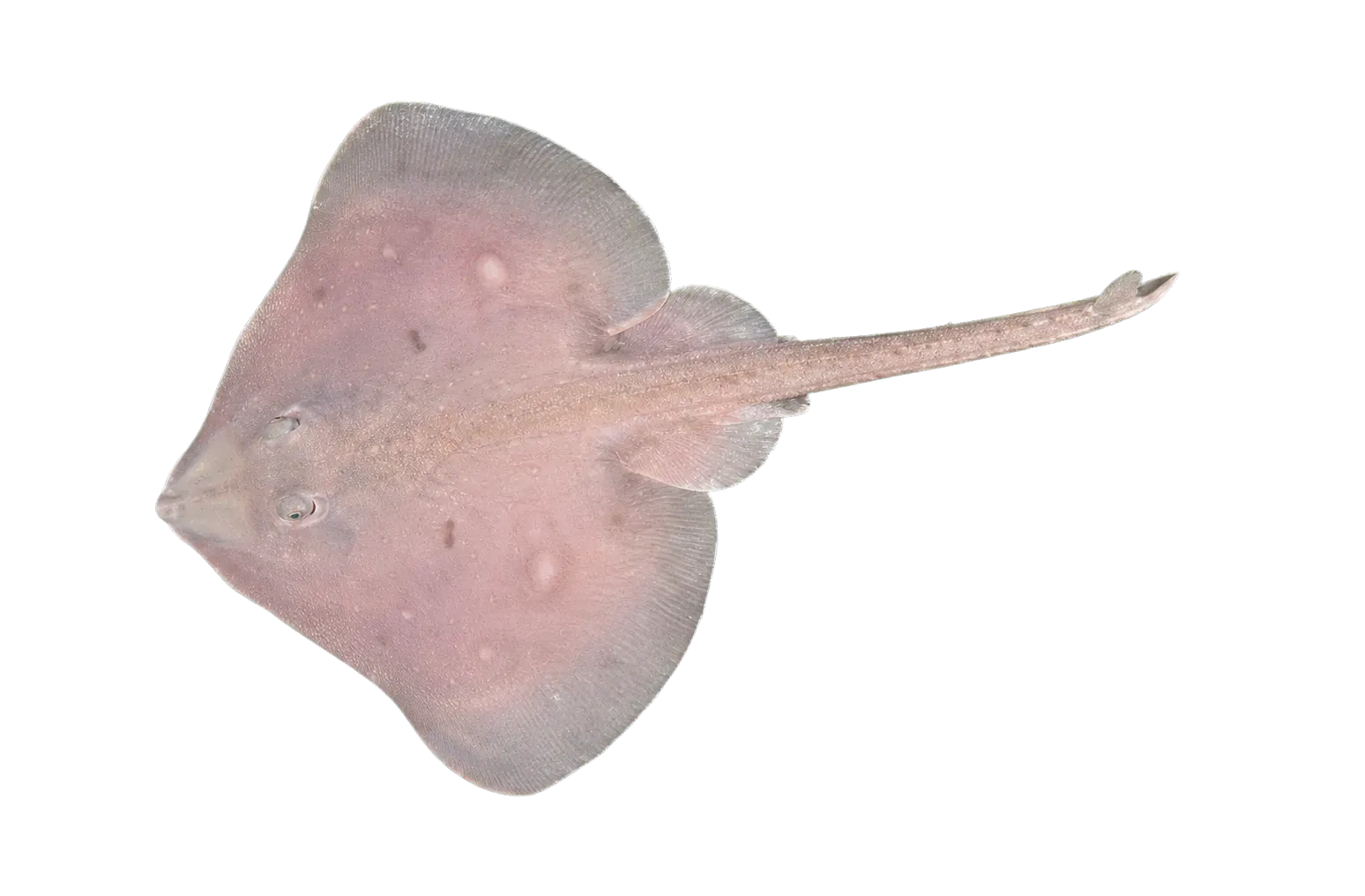 Alaska skate (Arctoraja parmifera) specimen