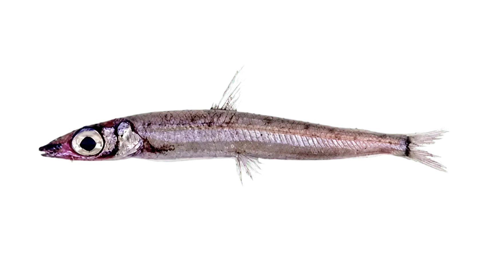 Silverside (Argentina australiae) specimen