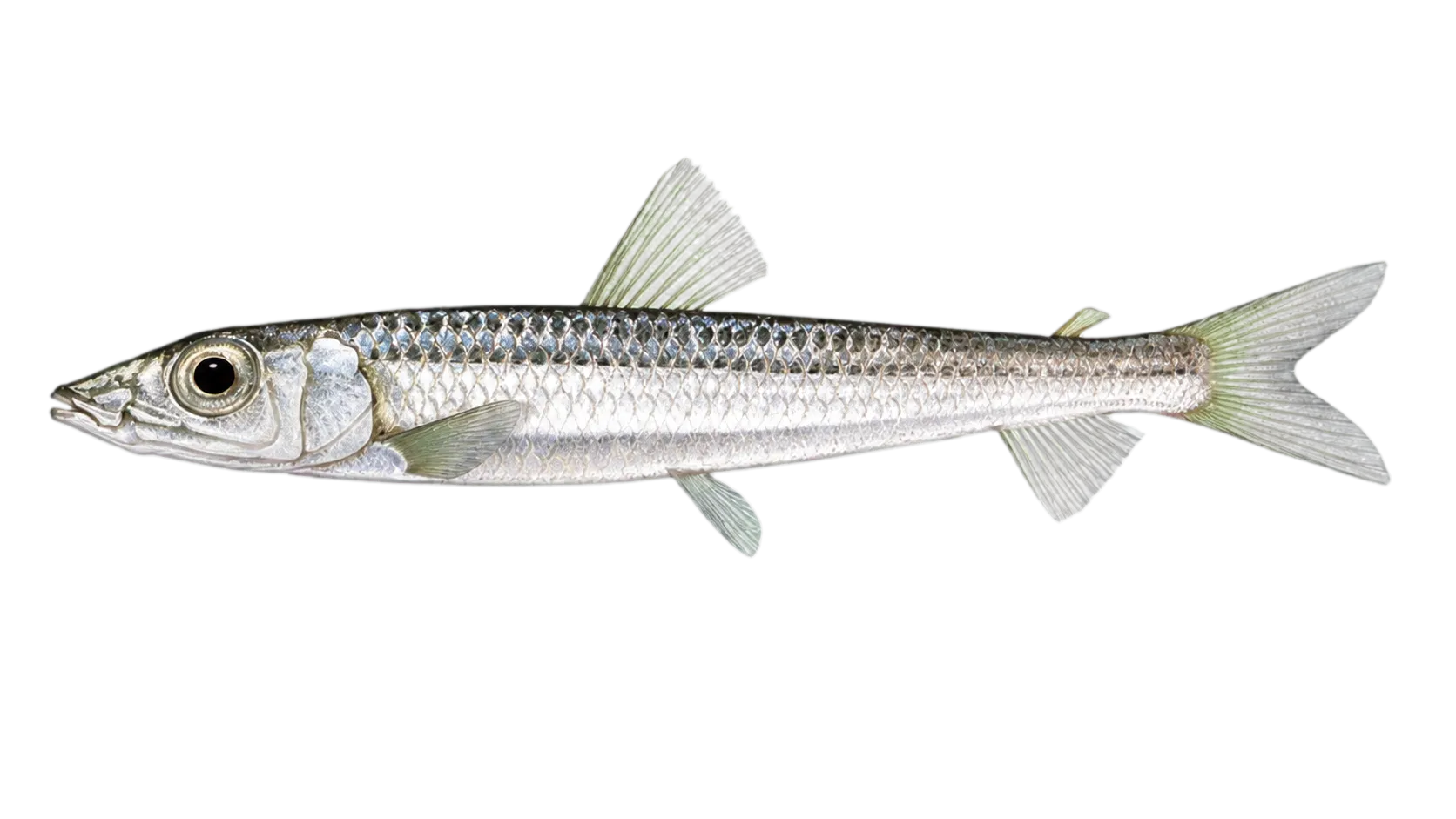 argentine (Argentina sphyraena) specimen