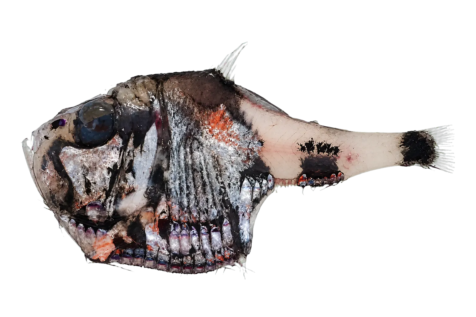 hatchet-fish (Argyropelecus hemigymnus) specimen