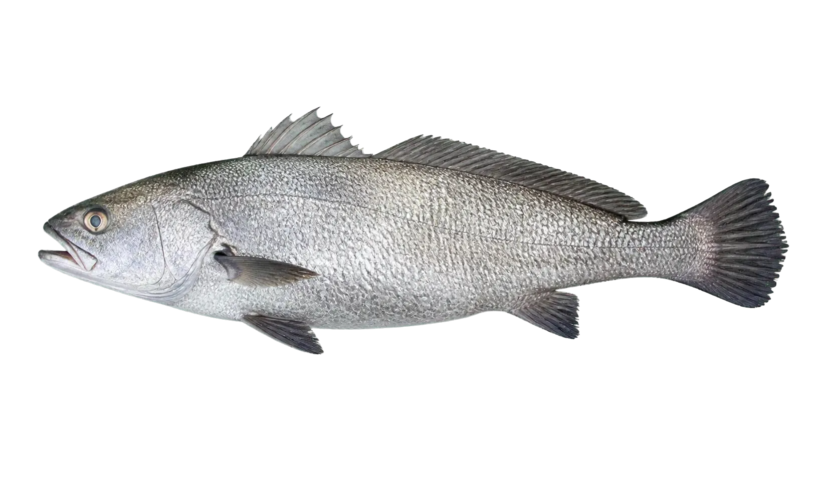 meagre (Argyrosomus regius) specimen