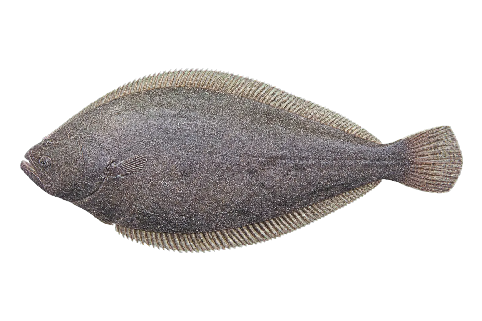 Scaldback (Arnoglossus grohmanni) specimen
