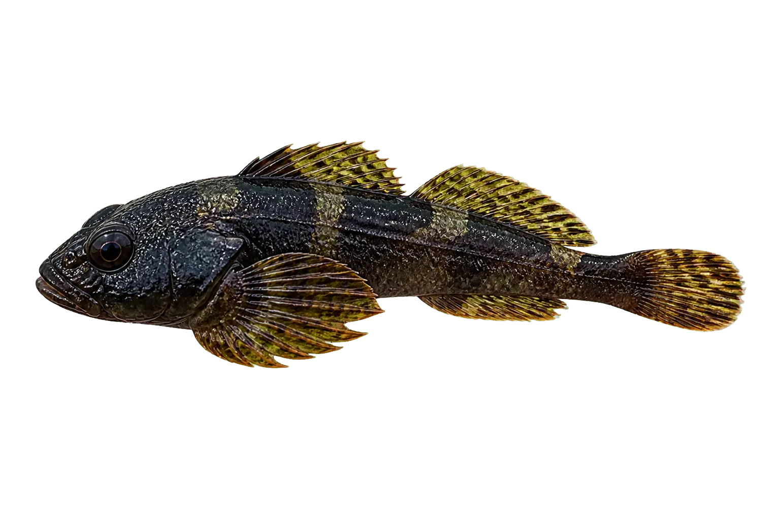 scalyhead sculpin (Artedius harringtoni) specimen