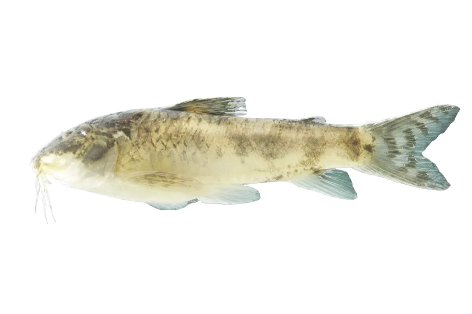 Aspidoras mephisto (Aspidoras mephisto) specimen