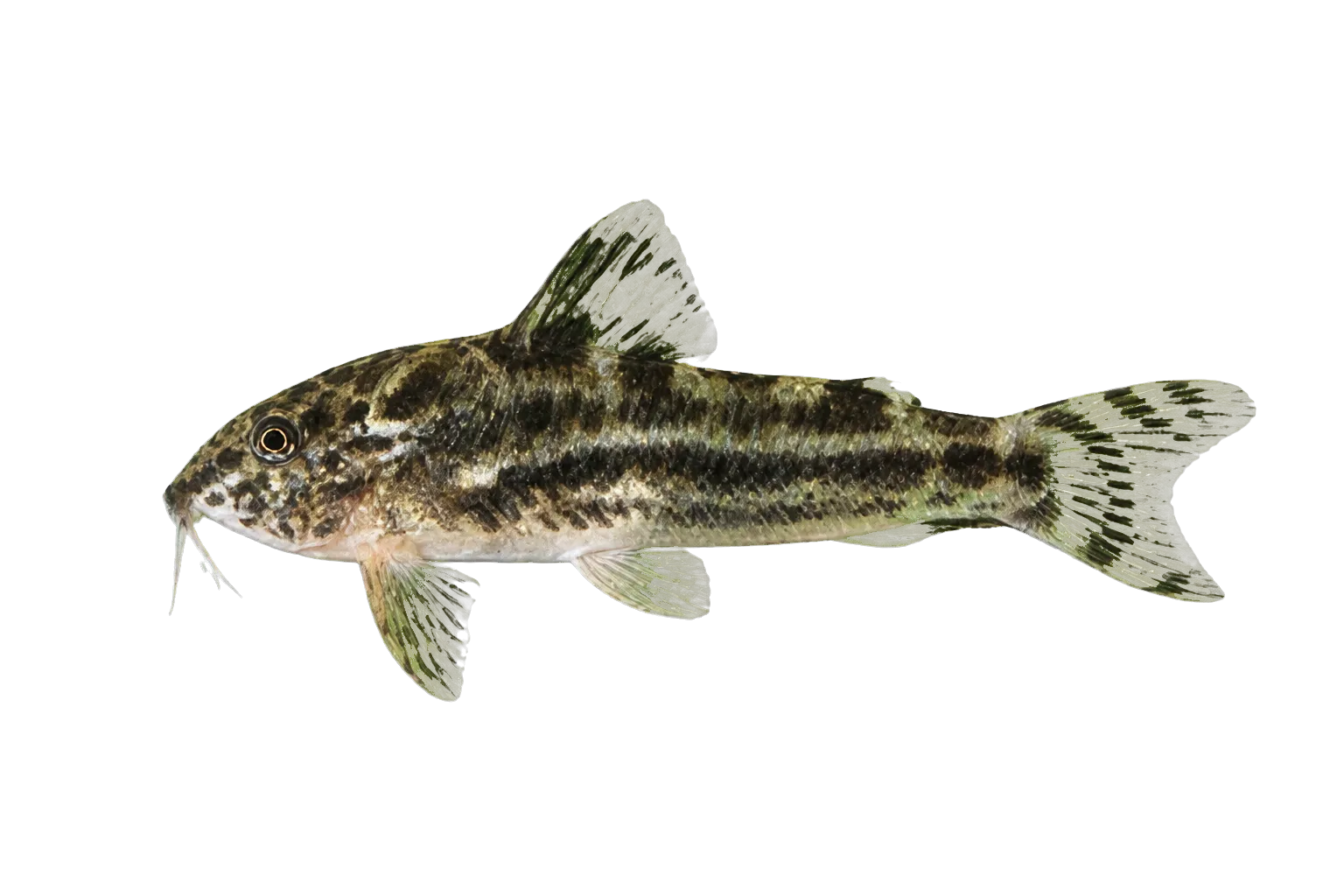 Point catfish (Aspidoras poecilus) specimen