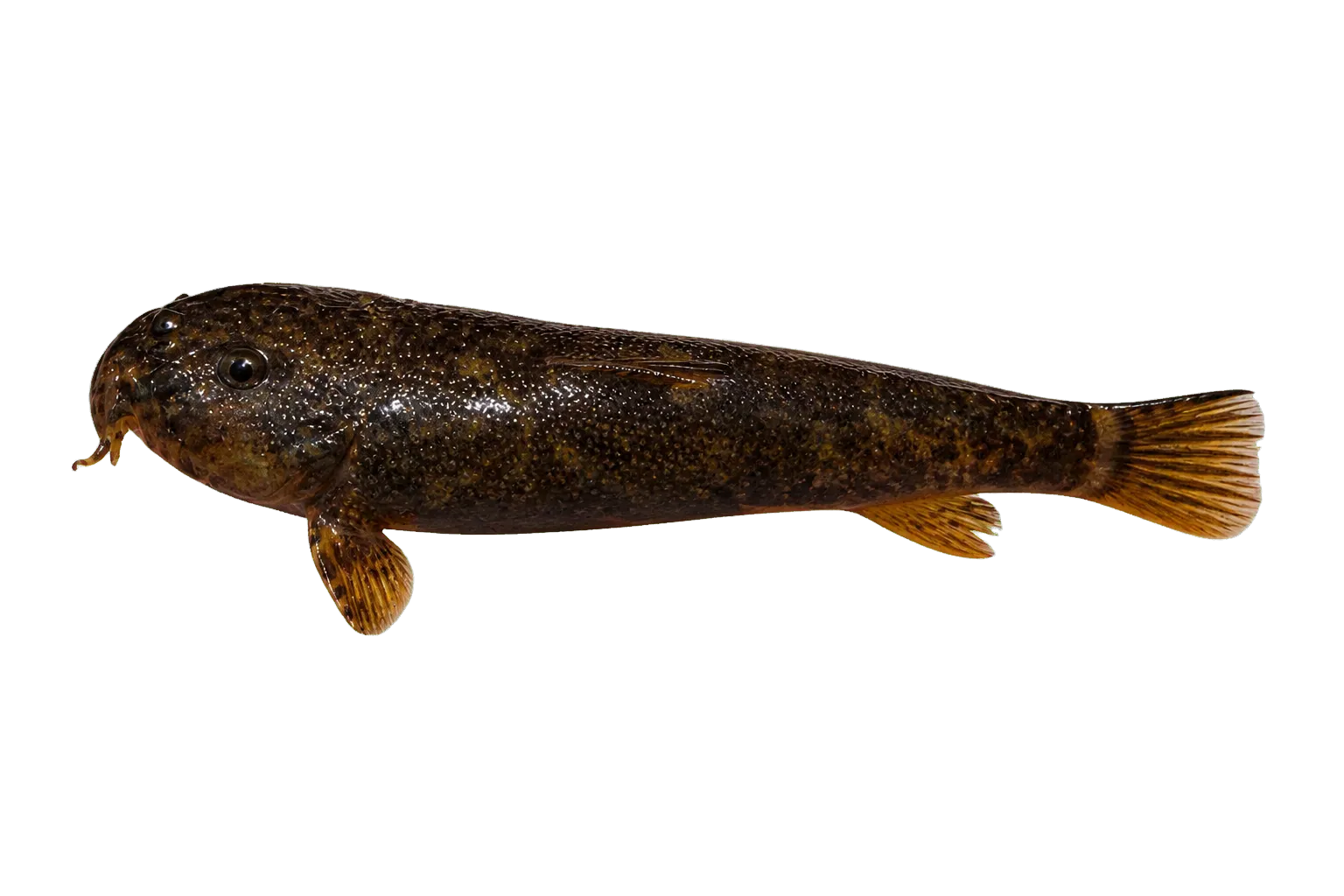 Chimborazo climbing catfish (Astroblepus chimborazoi) specimen