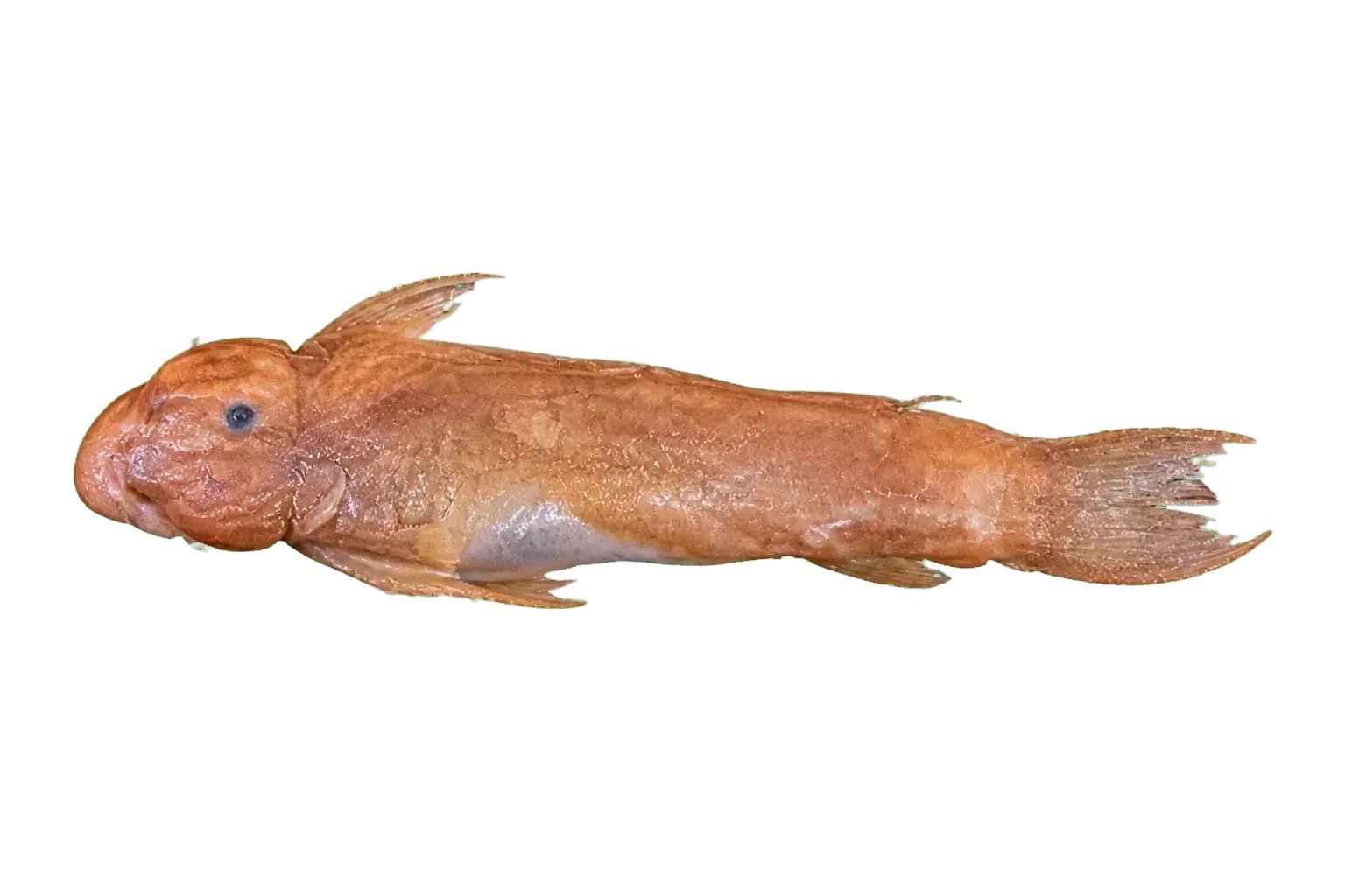 Regan's Jimenez climbing catfish (Astroblepus retropinnus) specimen