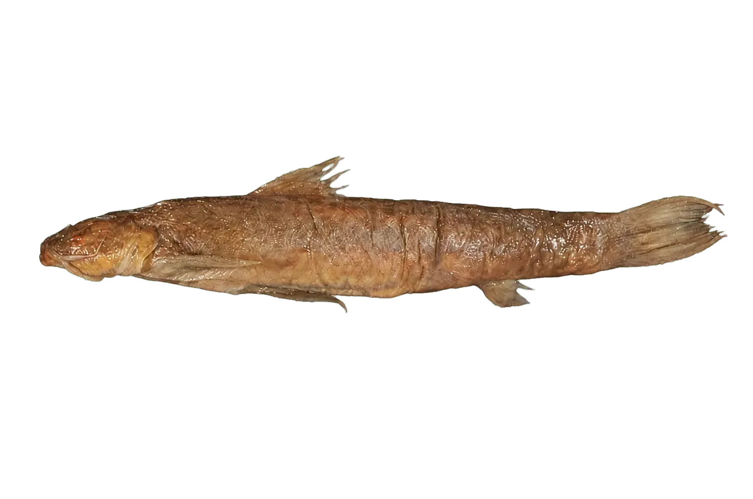 Whymper's climbing catfish (Astroblepus whymperi) specimen