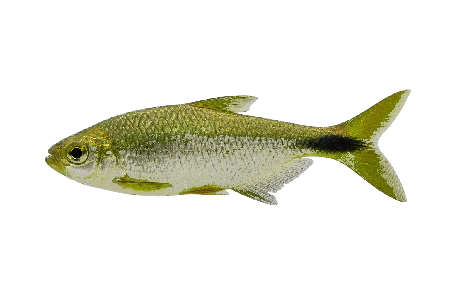Bacalar Tetra (Astyanax bacalarensis) specimen