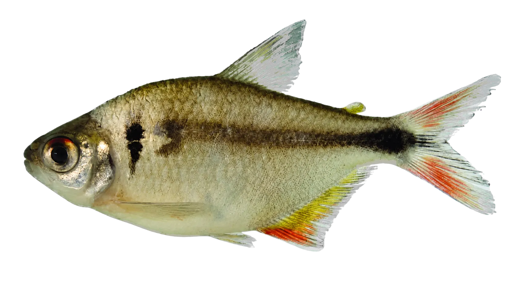 Astyanax bagual (Astyanax bagual) specimen